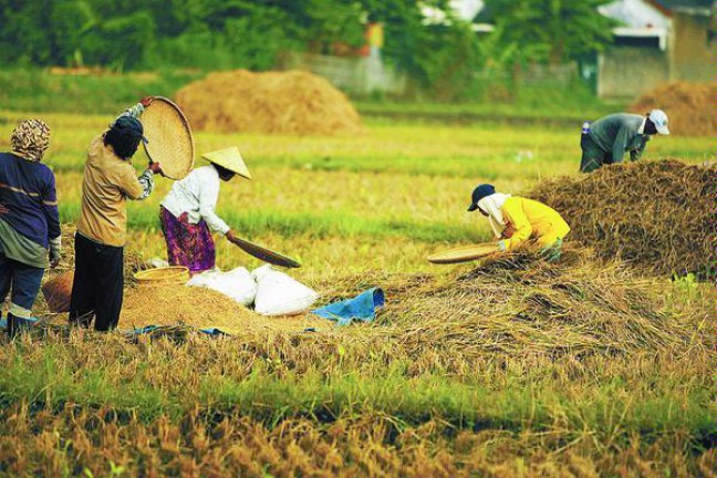 Embung Kementan Sukses Tingkatkan Produktivitas Pertanian di Grobogan -  mediatokotani.com